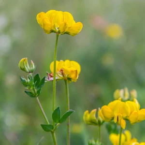 Yellow Bird's Foot Trefoil Seeds - Perennial Wildflower - 30 Seeds - Image 13