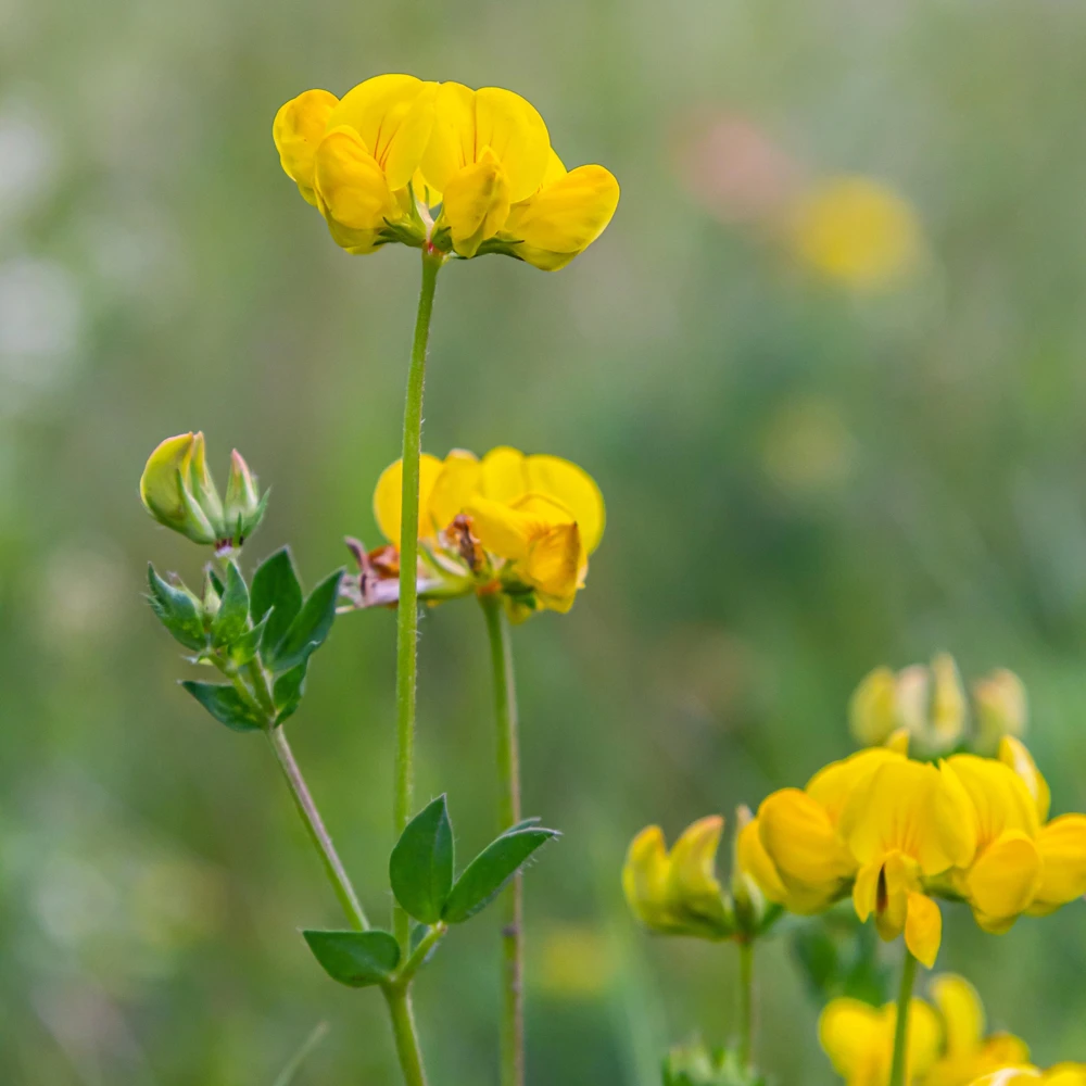 Yellow Bird's Foot Trefoil Seeds - Perennial Wildflower - 30 Seeds - Image 13