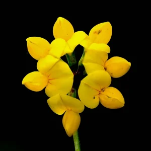 Yellow Bird's Foot Trefoil Seeds - Perennial Wildflower - 30 Seeds - Image 2