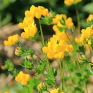 Yellow Bird's Foot Trefoil Seeds - Perennial Wildflower - 30 Seeds - Image 3