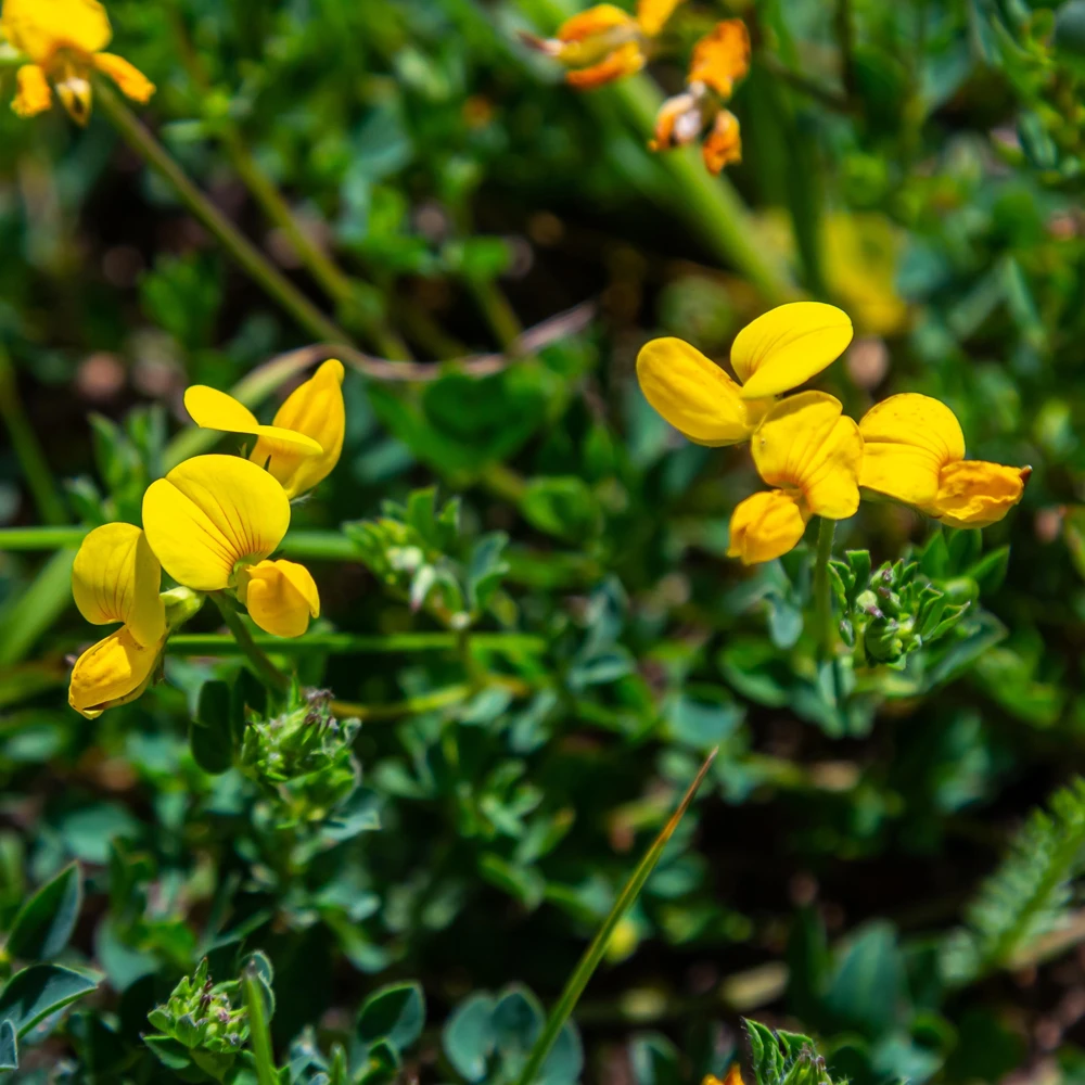 Yellow Bird's Foot Trefoil Seeds - Perennial Wildflower - 30 Seeds - Image 4