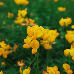 Yellow Bird's Foot Trefoil Seeds - Perennial Wildflower - 30 Seeds - Image 5
