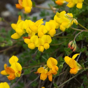 Yellow Bird's Foot Trefoil Seeds - Perennial Wildflower - 30 Seeds - Image 6
