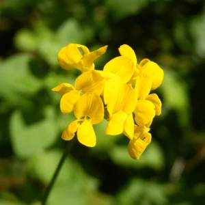 Yellow Bird's Foot Trefoil Seeds - Perennial Wildflower - 30 Seeds - Image 7