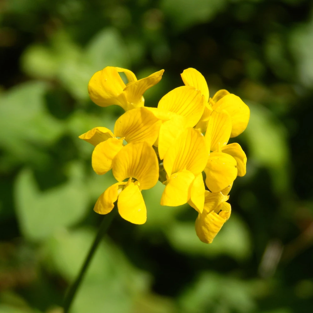 Yellow Bird's Foot Trefoil Seeds - Perennial Wildflower - 30 Seeds - Image 7