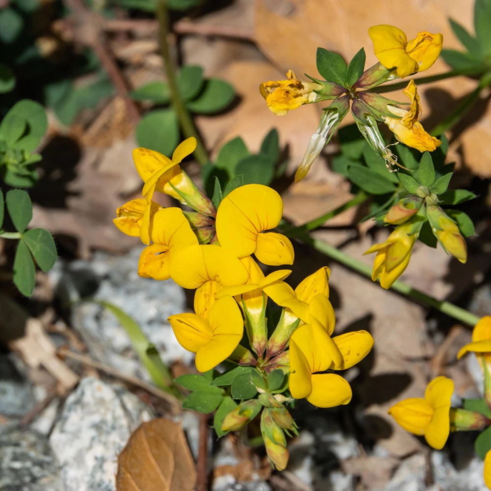 Yellow Bird's Foot Trefoil Seeds - Perennial Wildflower - 30 Seeds - Image 8