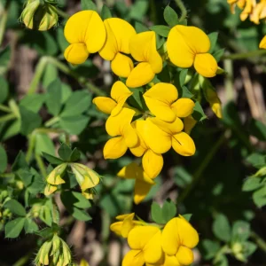 Yellow Bird's Foot Trefoil Seeds - Perennial Wildflower - 30 Seeds - Image 9