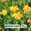 Yellow Bird's Foot Trefoil Seeds - Perennial Wildflower - 30 Seeds - Image 1