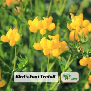 Yellow Bird's Foot Trefoil Seeds - Perennial Wildflower - 30 Seeds - Image 1
