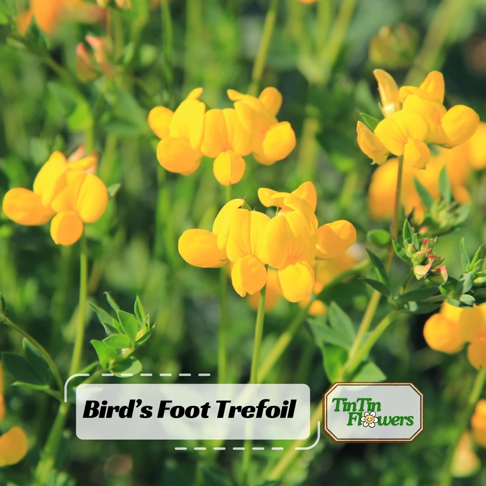 Yellow Bird's Foot Trefoil Seeds - Perennial Wildflower - 30 Seeds - Image 1