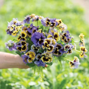 Yellow Clear Lemon Pansy Seeds - Cold Resistant, Open-Pollinating Flower Seeds - 25 Seeds - Image 10