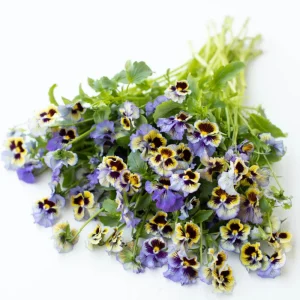 Yellow Clear Lemon Pansy Seeds - Cold Resistant, Open-Pollinating Flower Seeds - 25 Seeds - Image 11