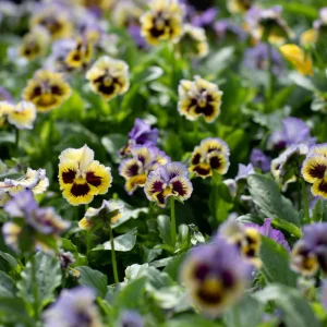 Yellow Clear Lemon Pansy Seeds - Cold Resistant, Open-Pollinating Flower Seeds - 25 Seeds - Image 12