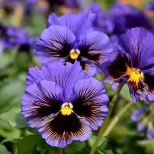 Yellow Clear Lemon Pansy Seeds - Cold Resistant, Open-Pollinating Flower Seeds - 25 Seeds - Image 13