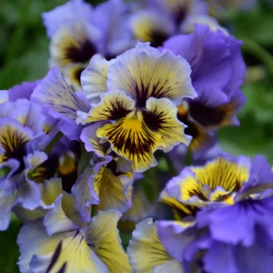 Yellow Clear Lemon Pansy Seeds - Cold Resistant, Open-Pollinating Flower Seeds - 25 Seeds - Image 14