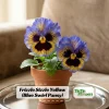 Yellow Clear Lemon Pansy Seeds - Cold Resistant, Open-Pollinating Flower Seeds - 25 Seeds - Image 1
