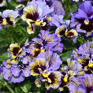 Yellow Clear Lemon Pansy Seeds - Cold Resistant, Open-Pollinating Flower Seeds - 25 Seeds - Image 15