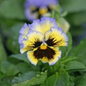 Yellow Clear Lemon Pansy Seeds - Cold Resistant, Open-Pollinating Flower Seeds - 25 Seeds - Image 16