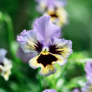 Yellow Clear Lemon Pansy Seeds - Cold Resistant, Open-Pollinating Flower Seeds - 25 Seeds - Image 2