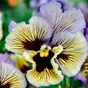 Yellow Clear Lemon Pansy Seeds - Cold Resistant, Open-Pollinating Flower Seeds - 25 Seeds - Image 3