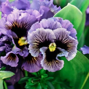 Yellow Clear Lemon Pansy Seeds - Cold Resistant, Open-Pollinating Flower Seeds - 25 Seeds - Image 4