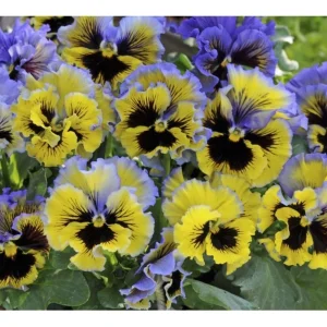 Yellow Clear Lemon Pansy Seeds - Cold Resistant, Open-Pollinating Flower Seeds - 25 Seeds - Image 5