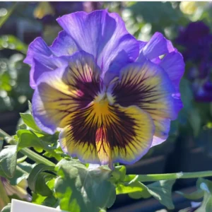 Yellow Clear Lemon Pansy Seeds - Cold Resistant, Open-Pollinating Flower Seeds - 25 Seeds - Image 6