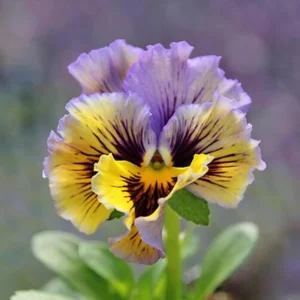 Yellow Clear Lemon Pansy Seeds - Cold Resistant, Open-Pollinating Flower Seeds - 25 Seeds - Image 7