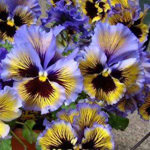Yellow Clear Lemon Pansy Seeds - Cold Resistant, Open-Pollinating Flower Seeds - 25 Seeds - Image 8