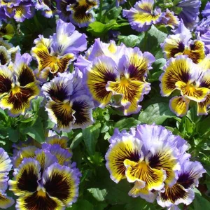 Yellow Clear Lemon Pansy Seeds - Cold Resistant, Open-Pollinating Flower Seeds - 25 Seeds - Image 9