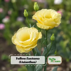 Yellow Eustoma Lisianthus Seeds - 20 Seeds - Golden Double Rose-Like Blooms - Cut Flower - Image 1