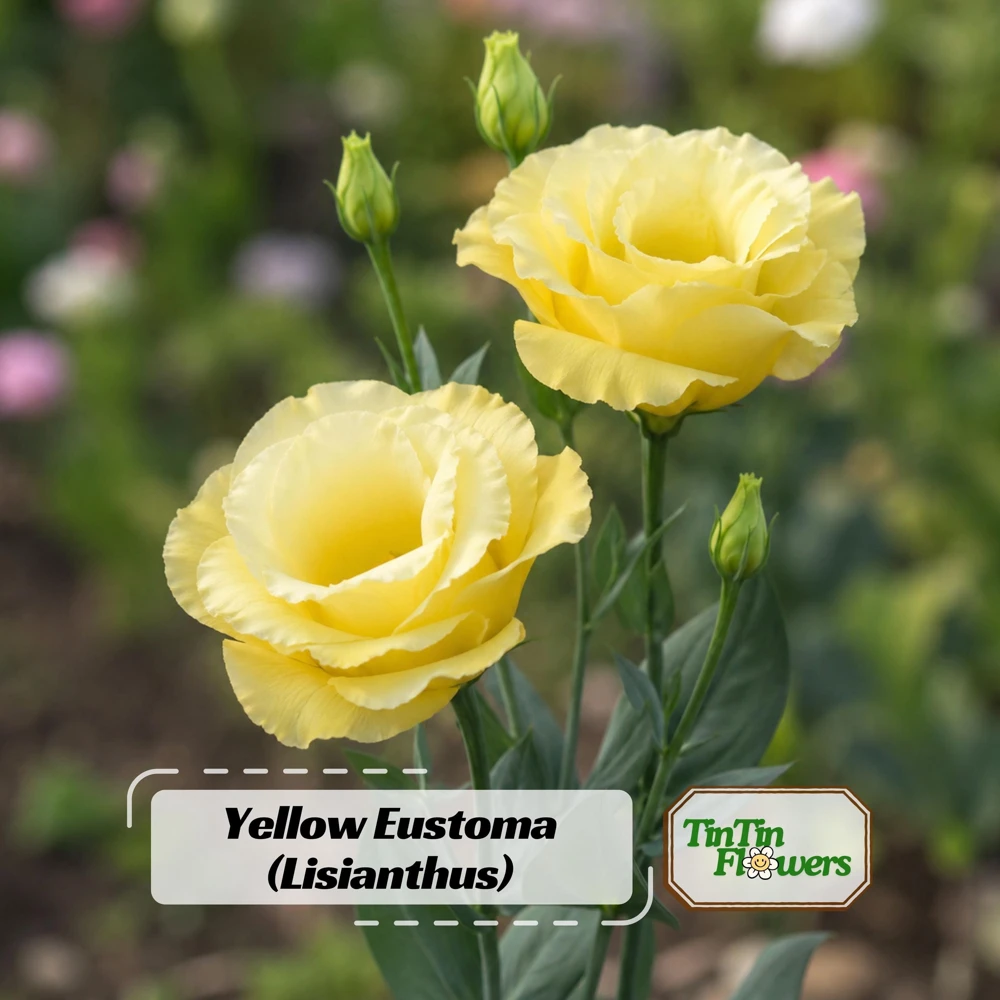 Yellow Eustoma Lisianthus Seeds - 20 Seeds - Golden Double Rose-Like Blooms - Cut Flower - Image 1