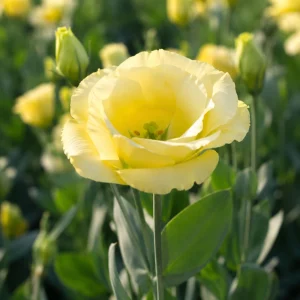 Yellow Eustoma Lisianthus Seeds - 20 Seeds - Golden Double Rose-Like Blooms - Cut Flower - Image 5