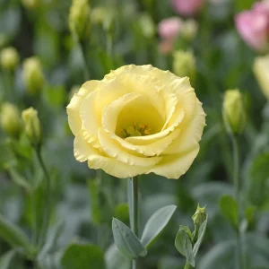 Yellow Eustoma Lisianthus Seeds - 20 Seeds - Golden Double Rose-Like Blooms - Cut Flower - Image 7