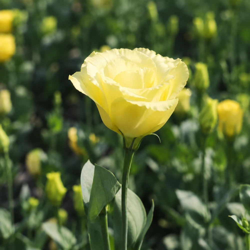Yellow Eustoma Lisianthus Seeds - 20 Seeds - Golden Double Rose-Like Blooms - Cut Flower - Image 8