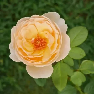 Yellow Judge The Obscure Rose Seeds - Rosa 'The Obscure' - Soft Yellow Double Blooms - Fragrant English Style Garden Rose - Image 10