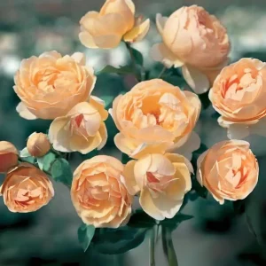 Yellow Judge The Obscure Rose Seeds - Rosa 'The Obscure' - Soft Yellow Double Blooms - Fragrant English Style Garden Rose - Image 2