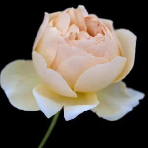 Yellow Judge The Obscure Rose Seeds - Rosa 'The Obscure' - Soft Yellow Double Blooms - Fragrant English Style Garden Rose - Image 3