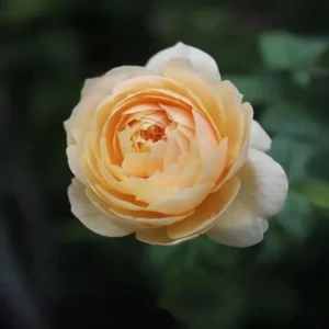 Yellow Judge The Obscure Rose Seeds - Rosa 'The Obscure' - Soft Yellow Double Blooms - Fragrant English Style Garden Rose - Image 4