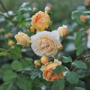 Yellow Judge The Obscure Rose Seeds - Rosa 'The Obscure' - Soft Yellow Double Blooms - Fragrant English Style Garden Rose - Image 5