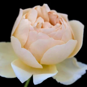 Yellow Judge The Obscure Rose Seeds - Rosa 'The Obscure' - Soft Yellow Double Blooms - Fragrant English Style Garden Rose - Image 6