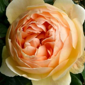 Yellow Judge The Obscure Rose Seeds - Rosa 'The Obscure' - Soft Yellow Double Blooms - Fragrant English Style Garden Rose - Image 7