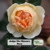 Yellow Judge The Obscure Rose Seeds - Rosa 'The Obscure' - Soft Yellow Double Blooms - Fragrant English Style Garden Rose - Image 1