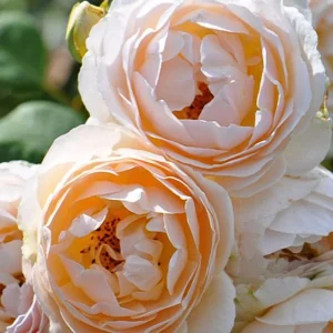 Yellow Judge The Obscure Rose Seeds - Rosa 'The Obscure' - Soft Yellow Double Blooms - Fragrant English Style Garden Rose - Image 8