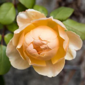 Yellow Judge The Obscure Rose Seeds - Rosa 'The Obscure' - Soft Yellow Double Blooms - Fragrant English Style Garden Rose - Image 9
