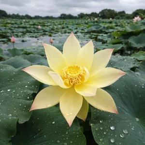 Yellow Lotus Seeds - Indian Lotus (Nelumbo nucifera) - Hardy Perennial Water Flower Seeds - 5+ Count - Image 10