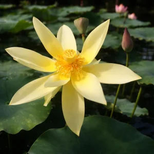 Yellow Lotus Seeds - Indian Lotus (Nelumbo nucifera) - Hardy Perennial Water Flower Seeds - 5+ Count - Image 11