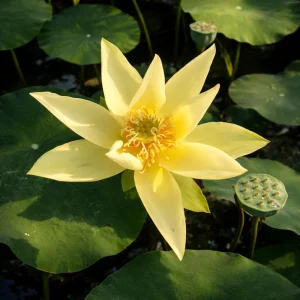 Yellow Lotus Seeds - Indian Lotus (Nelumbo nucifera) - Hardy Perennial Water Flower Seeds - 5+ Count - Image 12