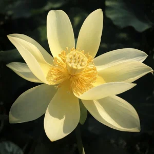 Yellow Lotus Seeds - Indian Lotus (Nelumbo nucifera) - Hardy Perennial Water Flower Seeds - 5+ Count - Image 3
