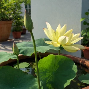 Yellow Lotus Seeds - Indian Lotus (Nelumbo nucifera) - Hardy Perennial Water Flower Seeds - 5+ Count - Image 4